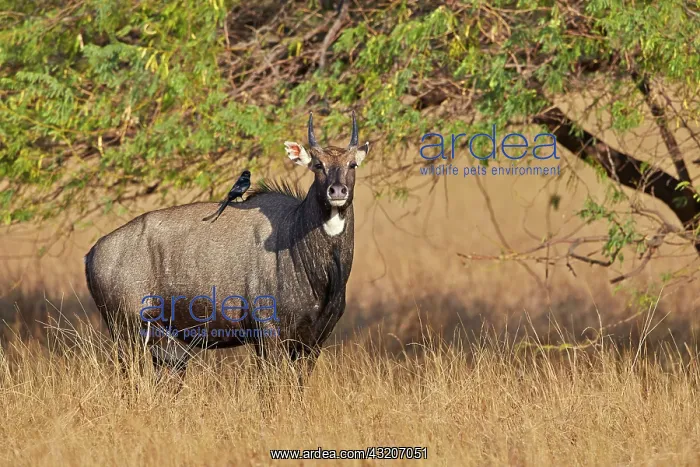 : 80190363 Nilgai / Indian Bull / Blue Antelope - : 80190363 Nilgai / Indian Bull / Blue Antelope -