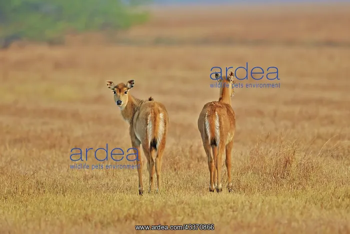 : 80190365 Nilgai / Indian Bull / Blue Antelope - : 80190365 Nilgai / Indian Bull / Blue Antelope -