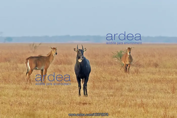 : 80190366 Nilgai / Indian Bull / Blue Antelope - : 80190366 Nilgai / Indian Bull / Blue Antelope -
