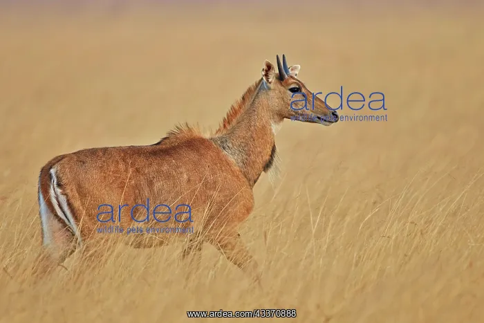 : 80190367 Nilgai / Indian Bull / Blue Antelope - : 80190367 Nilgai / Indian Bull / Blue Antelope -