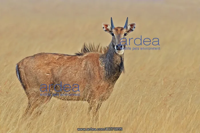 : 80190368 Nilgai / Indian Bull / Blue Antelope - : 80190368 Nilgai / Indian Bull / Blue Antelope -