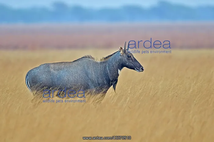 : 80190369 Nilgai / Indian Bull / Blue Antelope - : 80190369 Nilgai / Indian Bull / Blue Antelope -