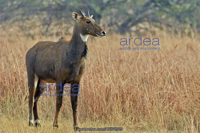 : 80190370 Nilgai / Indian Bull / Blue Antelope - : 80190370 Nilgai / Indian Bull / Blue Antelope -