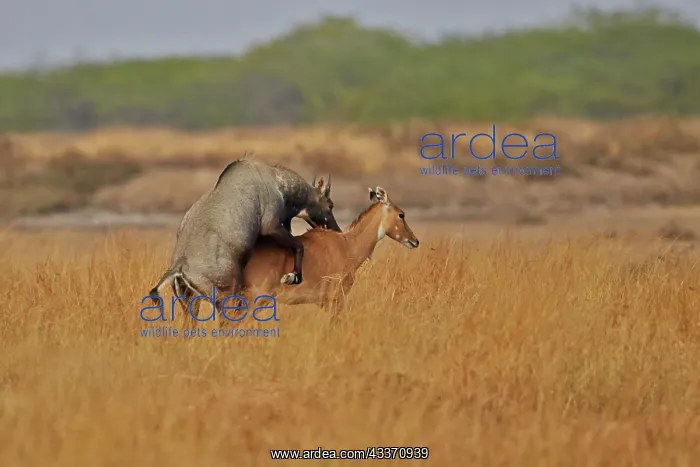 : 80190371 Nilgai / Indian Bull / Blue Antelope - : 80190371 Nilgai / Indian Bull / Blue Antelope -