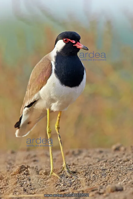 : 80190372 Red-wattled Lapwing Blackbuck National : 80190372 Red-wattled Lapwing Blackbuck National