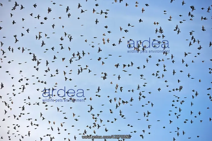 : 80190373 Brambling - flock - gathering of millions : 80190373 Brambling - flock - gathering of millions