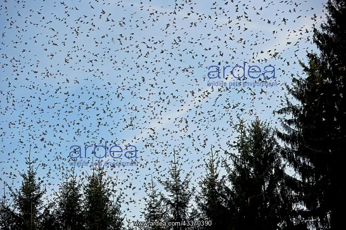 : 80190374 Brambling - flock - gathering of millions : 80190374 Brambling - flock - gathering of millions