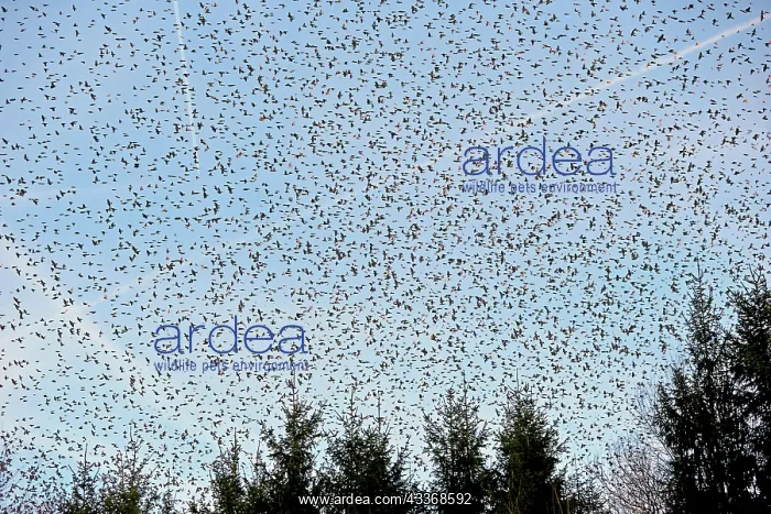 : 80190375 Brambling - flock - gathering of millions : 80190375 Brambling - flock - gathering of millions