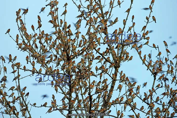 : 80190376 Brambling - flock - gathering of millions : 80190376 Brambling - flock - gathering of millions