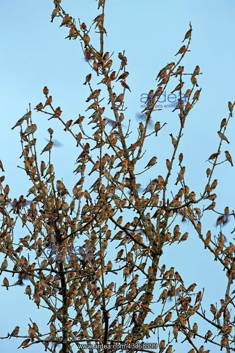 : 80190377 Brambling - flock - gathering of millions : 80190377 Brambling - flock - gathering of millions