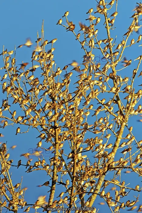 : 80190379 Brambling - flock - gathering of millions : 80190379 Brambling - flock - gathering of millions