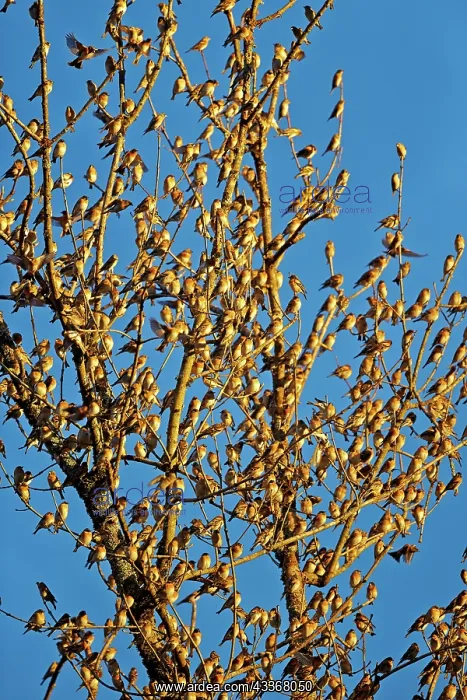 : 80190380 Brambling - flock - gathering of millions : 80190380 Brambling - flock - gathering of millions