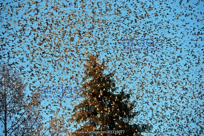 : 80190381 Brambling - flock - gathering of millions : 80190381 Brambling - flock - gathering of millions