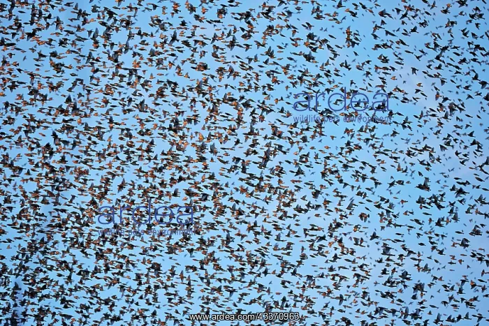 : 80190382 Brambling - flock - gathering of millions : 80190382 Brambling - flock - gathering of millions