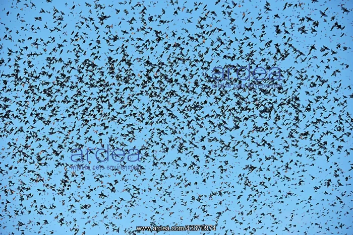 : 80190383 Brambling - flock - gathering of millions : 80190383 Brambling - flock - gathering of millions