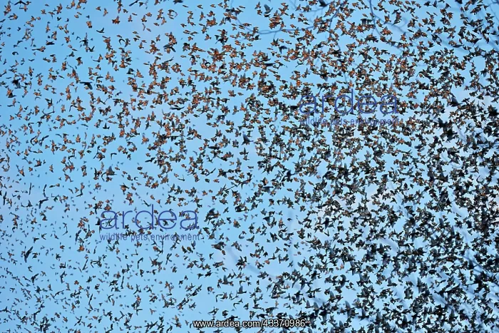 : 80190384 Brambling - flock - gathering of millions : 80190384 Brambling - flock - gathering of millions