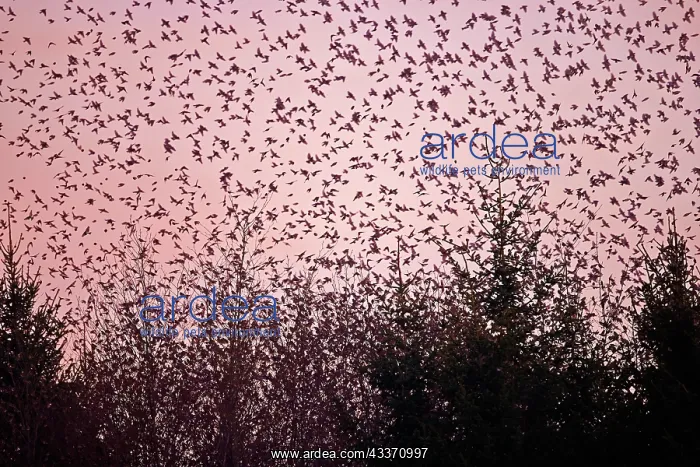 : 80190385 Brambling - flock - gathering of millions : 80190385 Brambling - flock - gathering of millions