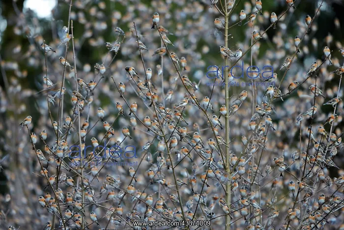 : 80190386 Brambling - flock - gathering of millions : 80190386 Brambling - flock - gathering of millions
