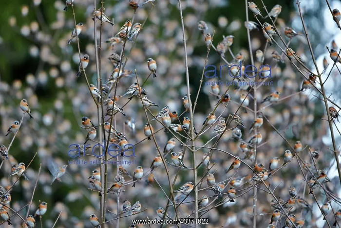 : 80190387 Brambling - flock - gathering of millions : 80190387 Brambling - flock - gathering of millions