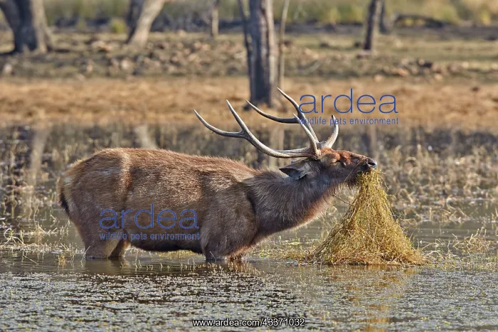: 80190388 Sambar Deer - adult male in marsh Ranthambore : 80190388 Sambar Deer - adult male in marsh Ranthambore