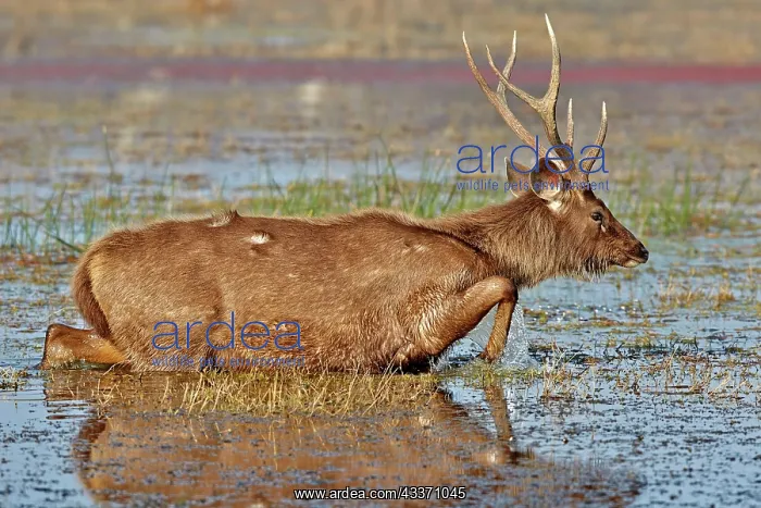 : 80190389 Sambar Deer - adult male in marsh Ranthambore : 80190389 Sambar Deer - adult male in marsh Ranthambore
