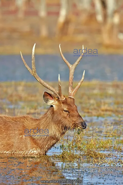 : 80190390 Sambar Deer - adult male in marsh Ranthambore : 80190390 Sambar Deer - adult male in marsh Ranthambore