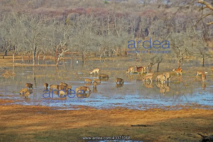 : 80190391 Sambar Deer - and Wild Boars Ranthambore : 80190391 Sambar Deer - and Wild Boars Ranthambore