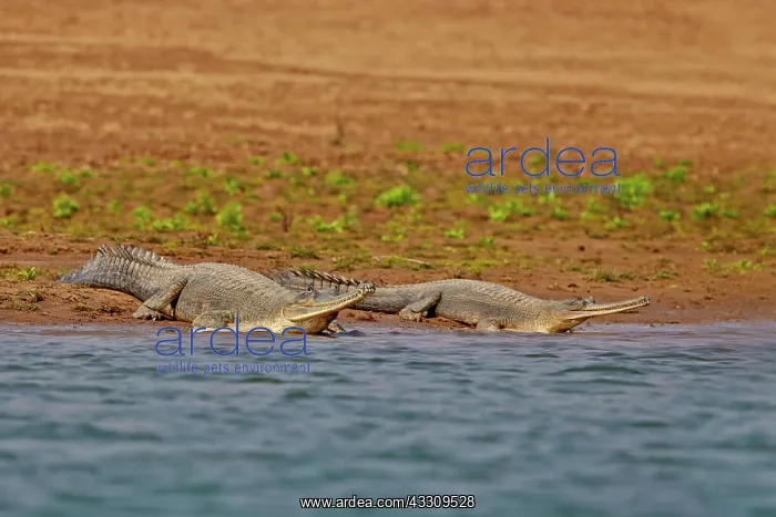 : 80190393 Gharial Uttar Pradesh, Chambal River : 80190393 Gharial Uttar Pradesh, Chambal River
