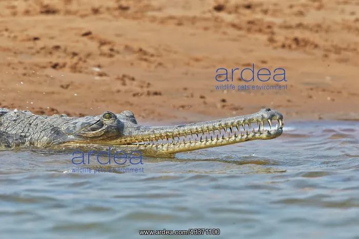 : 80190394 Gharial Uttar Pradesh, Chambal River : 80190394 Gharial Uttar Pradesh, Chambal River