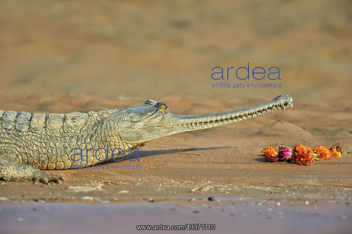 : 80190395 Gharial Uttar Pradesh, Chambal River : 80190395 Gharial Uttar Pradesh, Chambal River