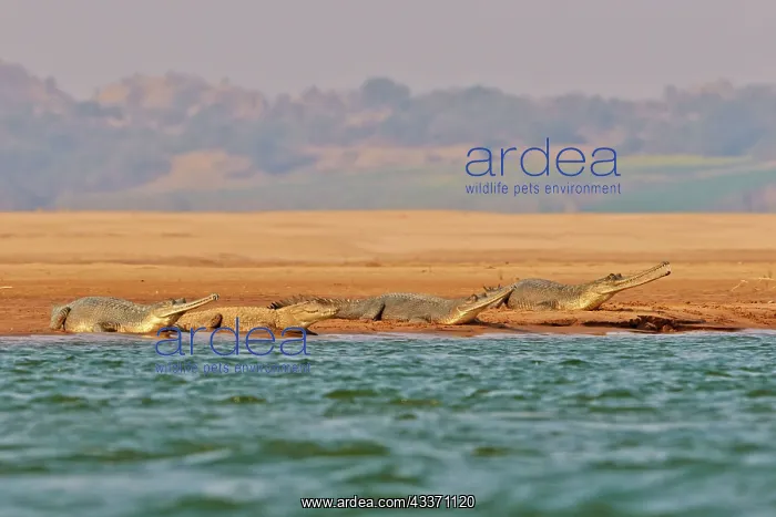  : 80190396 Gharial Uttar Pradesh, Chambal River