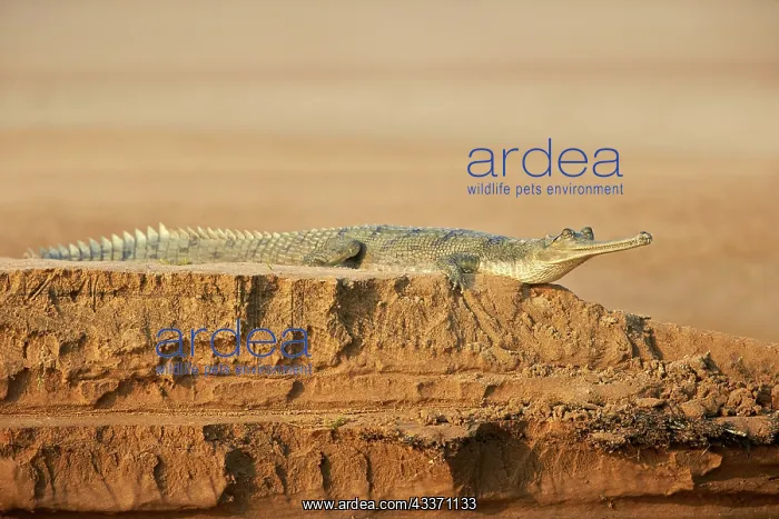  : 80190397 Gharial Uttar Pradesh, Chambal River