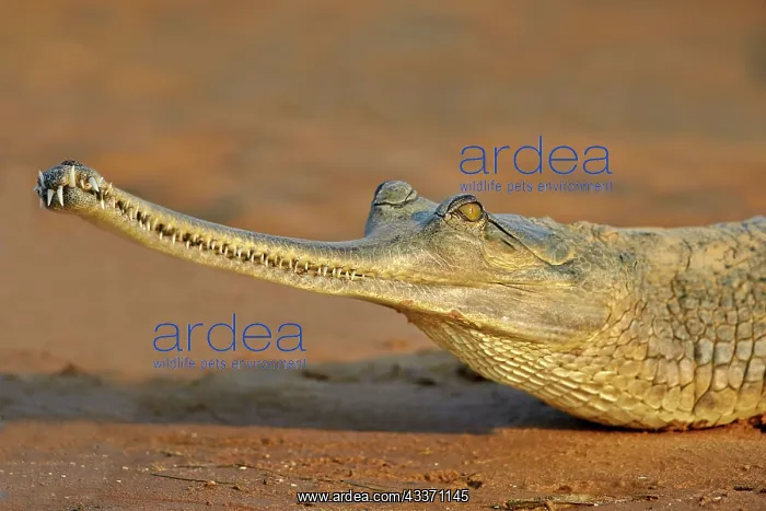 : 80190398 Gharial Uttar Pradesh, Chambal River