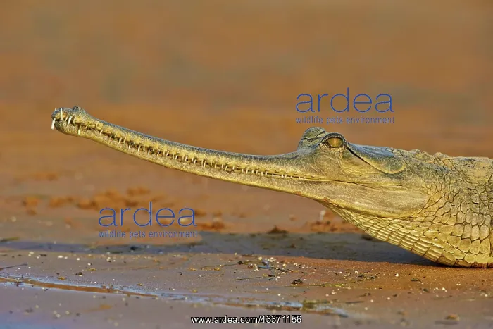 : 80190399 Gharial Uttar Pradesh, Chambal River : 80190399 Gharial Uttar Pradesh, Chambal River