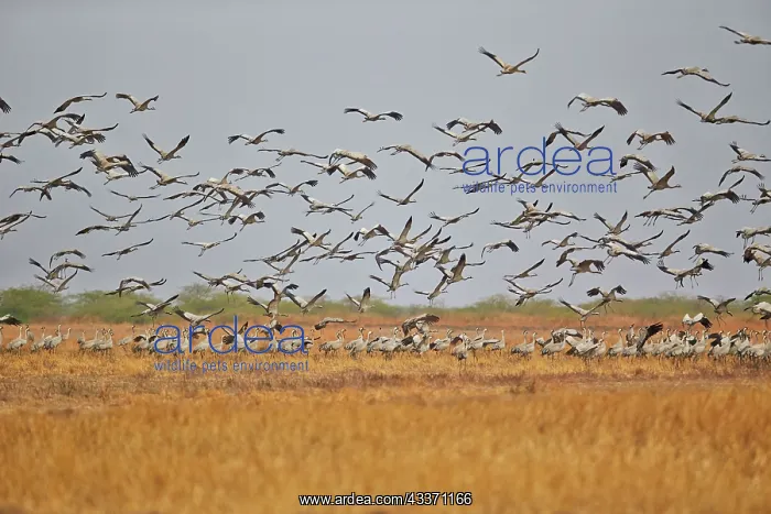  : 80190400 Common Crane - flock in flight Blackbuck