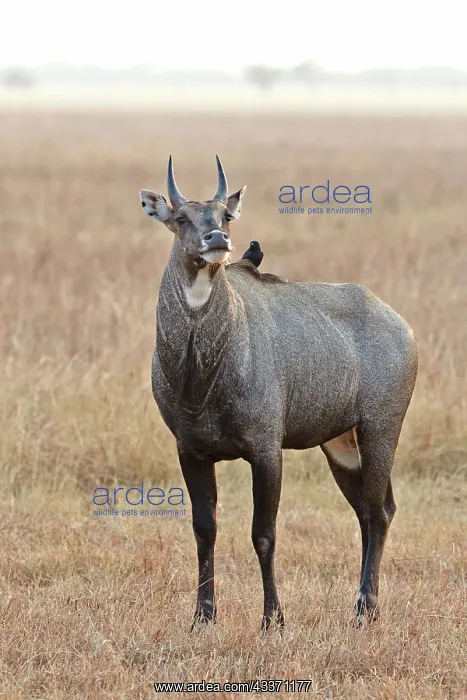 : 80190401 Nilgai / Indian Bull / Blue Antelope - : 80190401 Nilgai / Indian Bull / Blue Antelope -