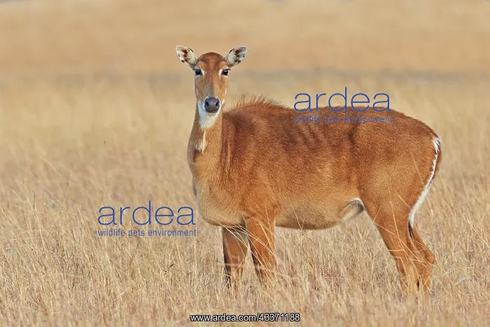 : 80190402 Nilgai / Indian Bull / Blue Antelope - : 80190402 Nilgai / Indian Bull / Blue Antelope -