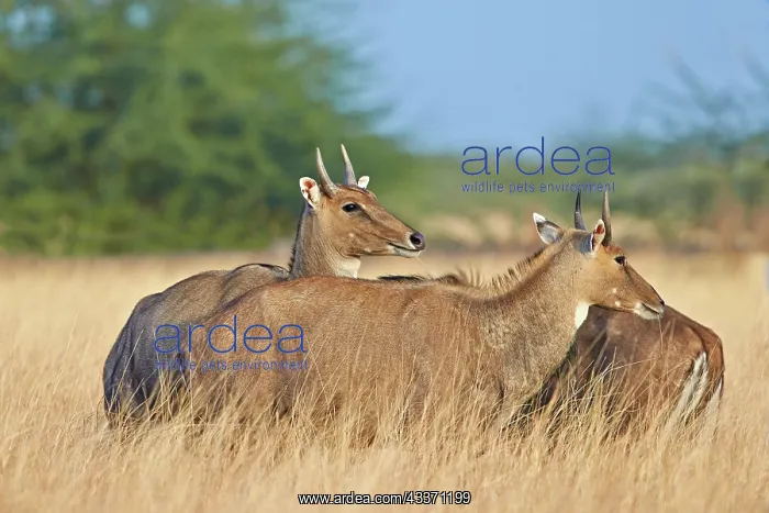 : 80190403 Nilgai / Indian Bull / Blue Antelope Blackbuck : 80190403 Nilgai / Indian Bull / Blue Antelope Blackbuck