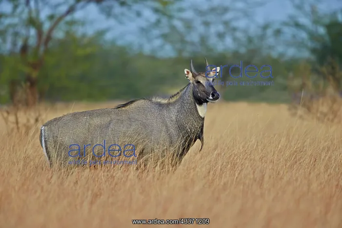 : 80190404 Nilgai / Indian Bull / Blue Antelope Blackbuck : 80190404 Nilgai / Indian Bull / Blue Antelope Blackbuck