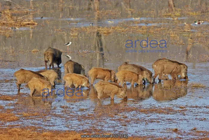 : 80190407 Wild Boar / Wild Pig - group feeding on : 80190407 Wild Boar / Wild Pig - group feeding on