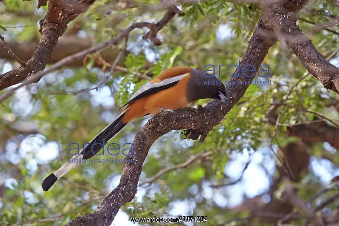 : 80190408 Rufous Treepie Ranthambore National Park : 80190408 Rufous Treepie Ranthambore National Park