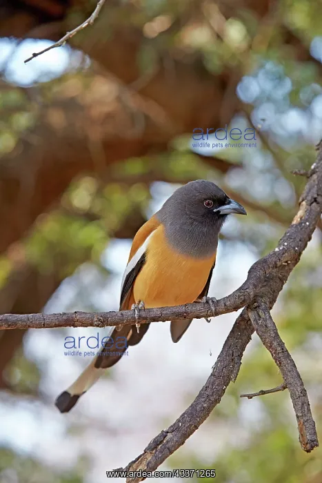 : 80190409 Rufous Treepie Ranthambore National Park : 80190409 Rufous Treepie Ranthambore National Park