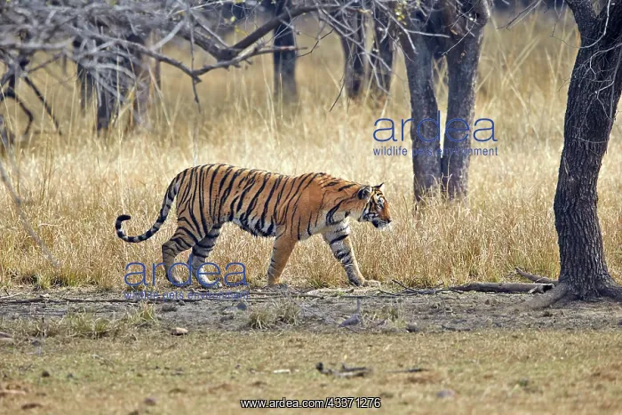 : 80190410 Bengal Tiger Ranthambore National Park : 80190410 Bengal Tiger Ranthambore National Park
