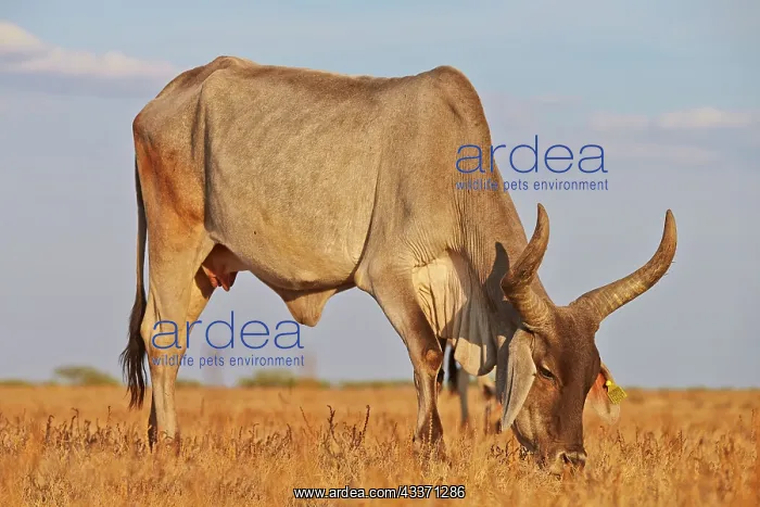 : 80190411 Zebu Wild Ass Sanctuary, Little Rann of : 80190411 Zebu Wild Ass Sanctuary, Little Rann of