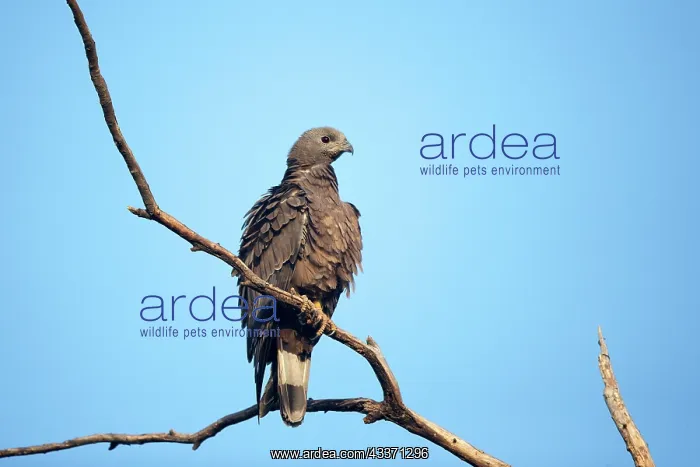 : 80190412 Crested Honey Buzzard - perched on tree : 80190412 Crested Honey Buzzard - perched on tree