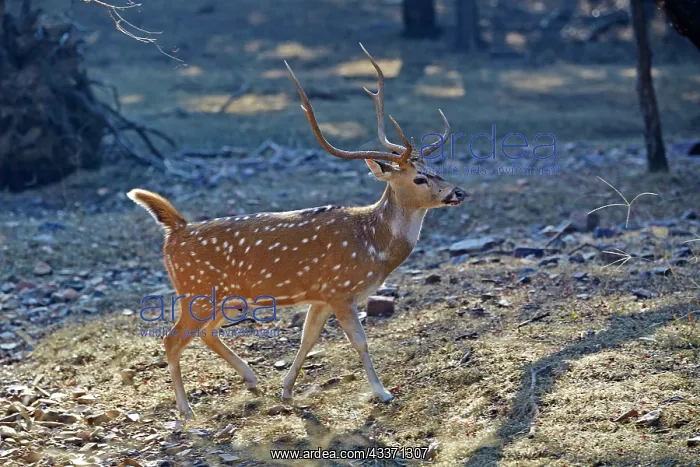 : 80190413 Chital / Cheetal / Chital Deer / Spotted : 80190413 Chital / Cheetal / Chital Deer / Spotted