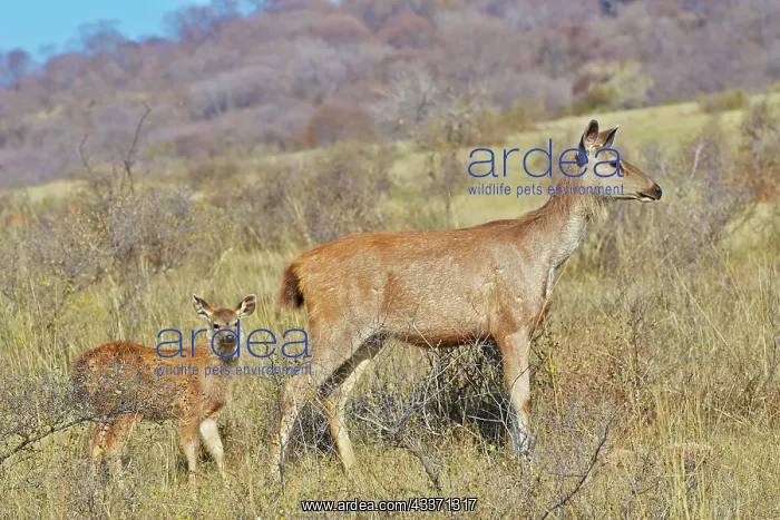 : 80190414 Sambar Deer - female and young Ranthambore : 80190414 Sambar Deer - female and young Ranthambore