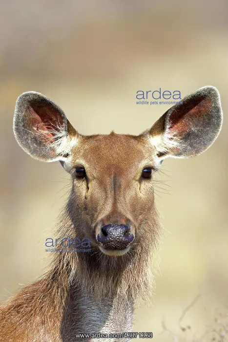 : 80190416 Sambar Deer - female Ranthambore National : 80190416 Sambar Deer - female Ranthambore National
