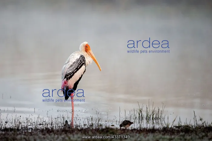 : 80190417 Painted Stork Ranthambore National Park : 80190417 Painted Stork Ranthambore National Park