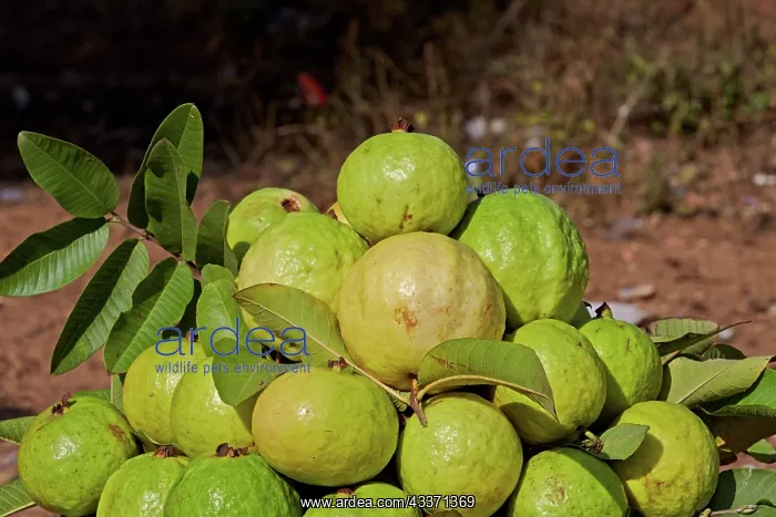 : 80190419 Guavas Ranthambore, Rajasthan, India, Asia : 80190419 Guavas Ranthambore, Rajasthan, India, Asia